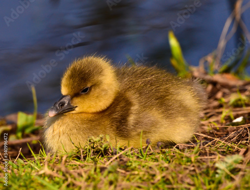 A sweet, yellow and beautiful adorable newborn goose at the waterside, closeup