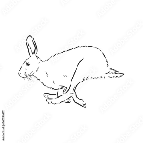 hare, doodle style sketch illustration hand drawn vector, hare vector sketch illustration