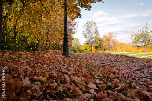 A lamppost in a park strewn with yellow foliage around