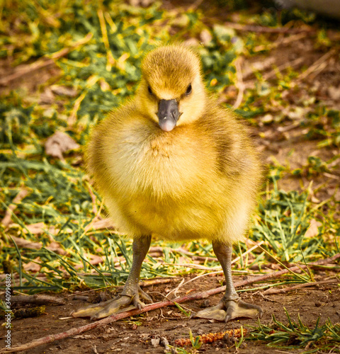 Cute , yellow, little biddy of a greylag goose in the green grass