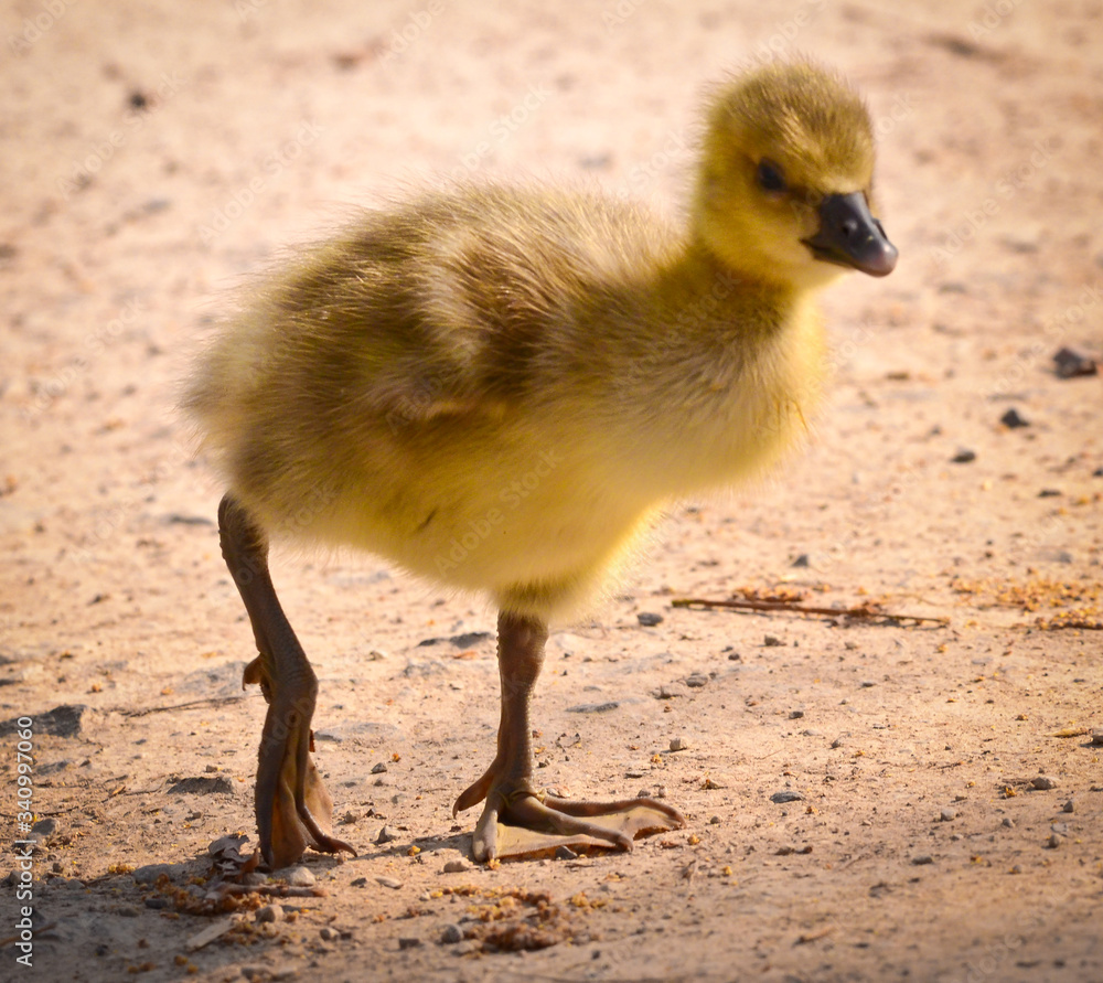 Obraz premium One cute, little, yellow, bird baby, goose fledgling walking on the ground of sand