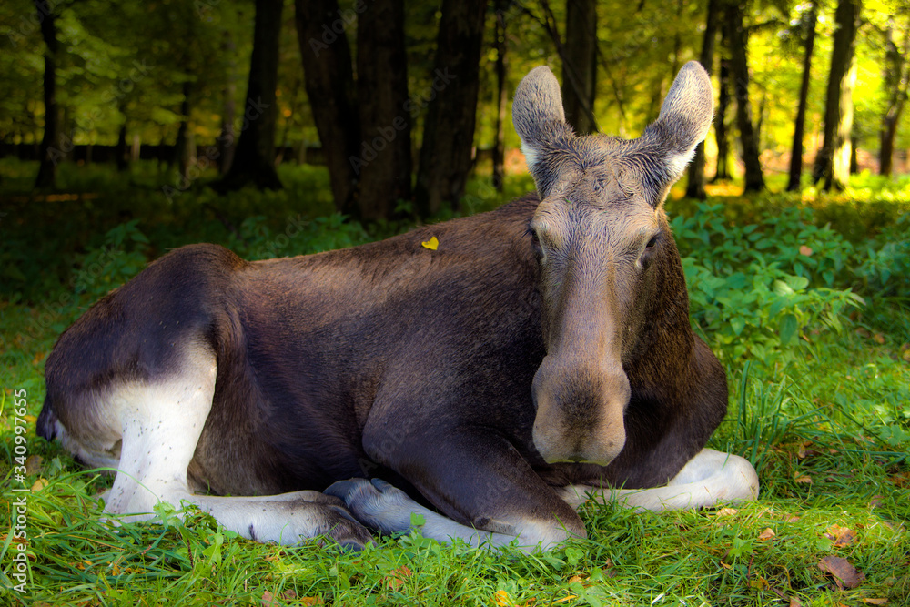 Obraz premium Portret Klępy Łosia