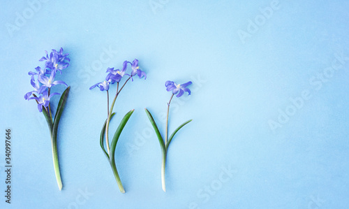 Fototapeta Naklejka Na Ścianę i Meble -  Scilla luciliae on a blue background close up. Bulbous flowering plants. Flat lay. Copy space.