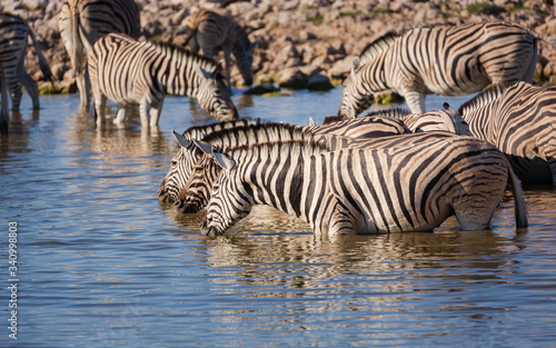 Zebra Herd at Desert Waterhole 