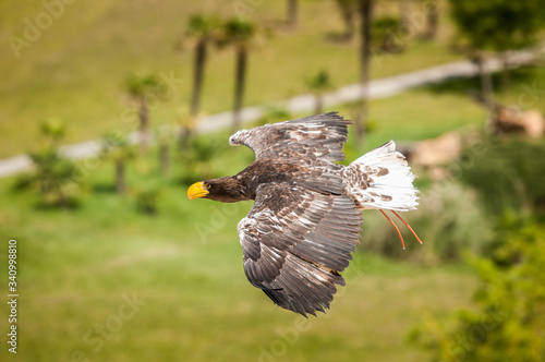 Aigle - Parc Zoologique photo