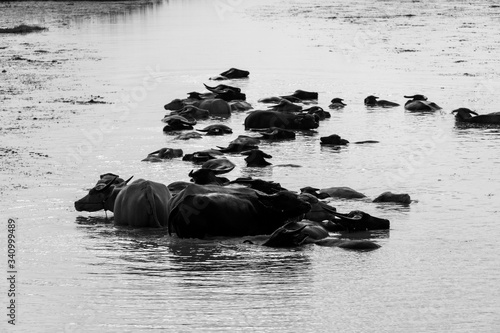 A buffalo herd in Nong Han Lake In the dry conditions of rural Thailand