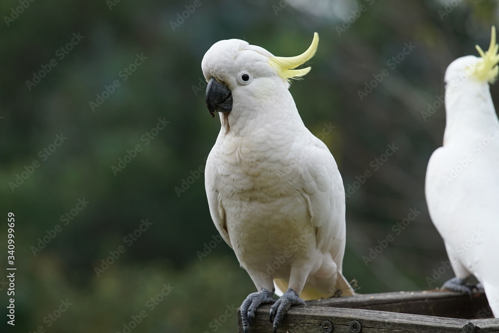 Australian Cockatoo