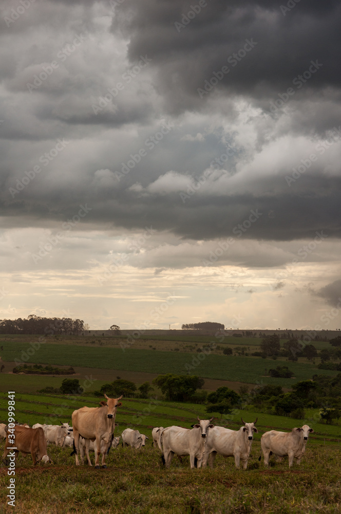 Rural field scene with cattle, storm clouds in the sky and landscape