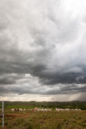 Rural field scene with cattle, storm clouds in the sky and landscape