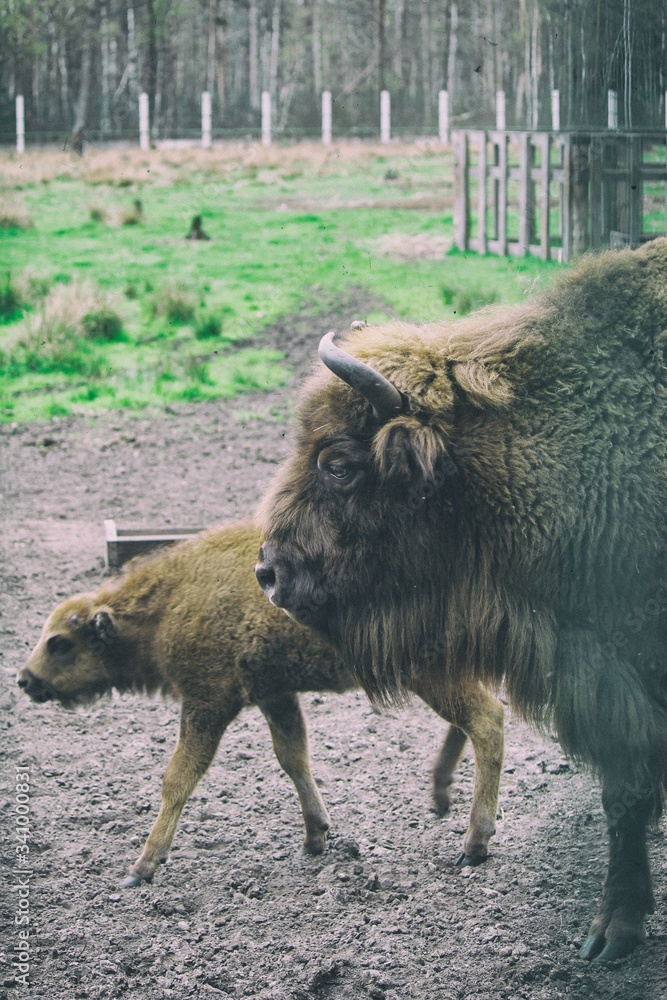 Female bison with bison cub Female bison with bison cub