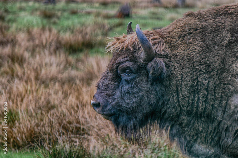 Fototapeta premium Bison in the Bialowieza Forest, side view
