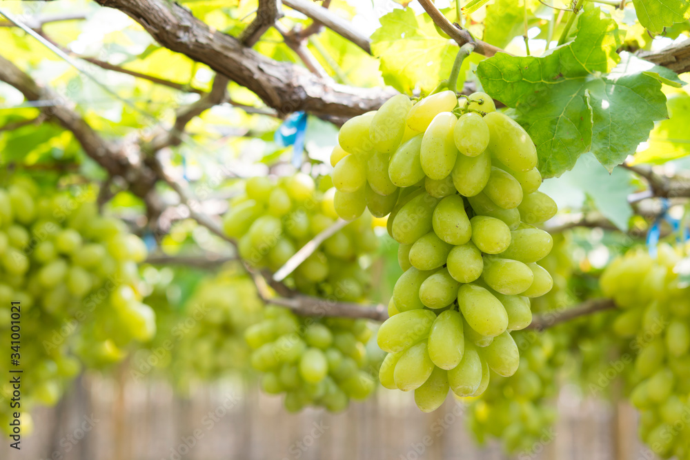 Green grapes hanging from the tree in the garden.