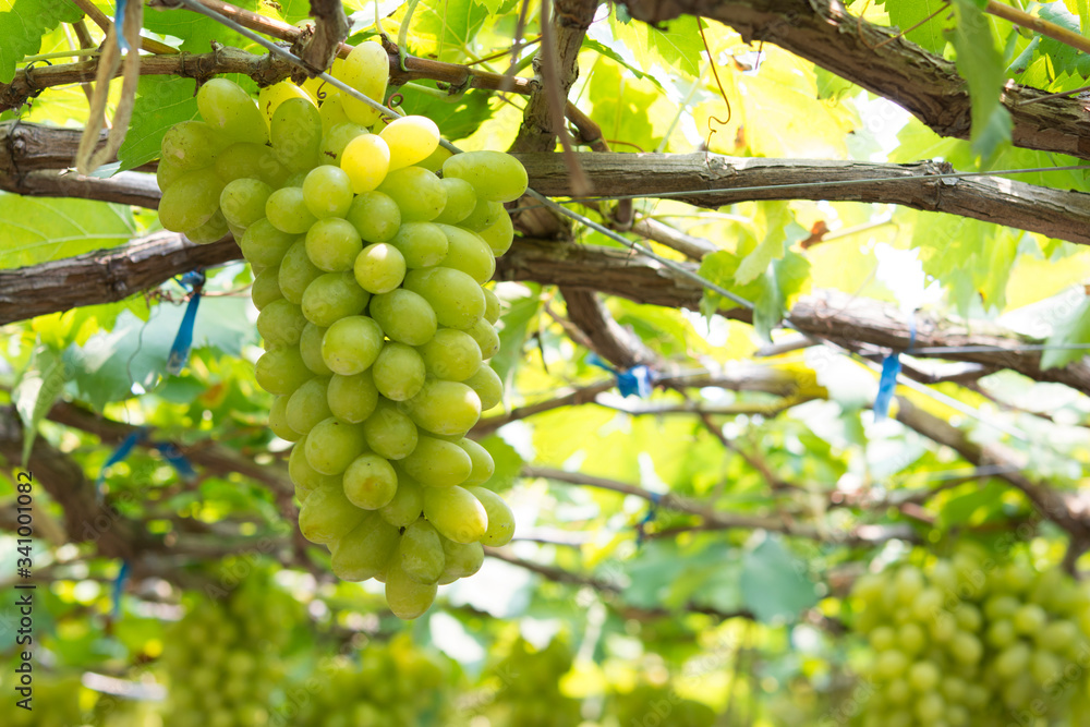 Green grapes hanging from the tree in the garden.