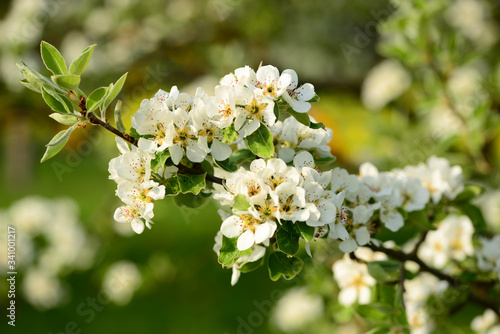Blüten eines Apfelbaums im Frühjahr