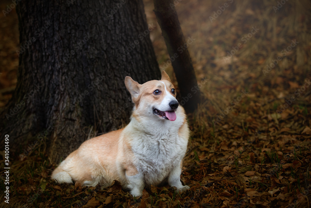 A Welsh Corgi Pembroke dog stands smiling under a tree A Welsh Corgi Pembroke dog stands smiling under a tree