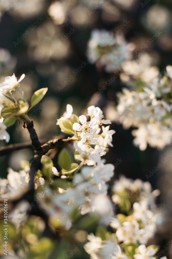 White peach blossom in spring for background or copy space for text. Abstract spring seasonal background with white flowers. White peach blossom in spring for background or copy space for text. Abstract spring seasonal background with white flowers.