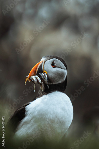 Puffin bird with fish © rawpixel.com