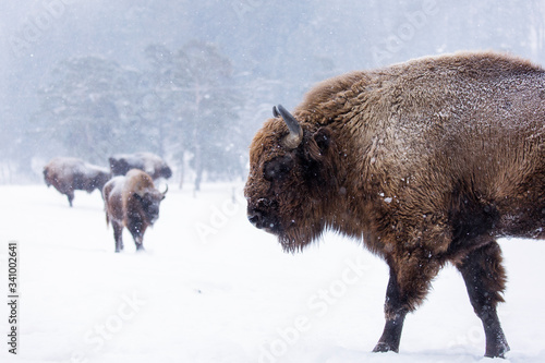 Canvastavla Bison or Aurochs in winter season in there habitat