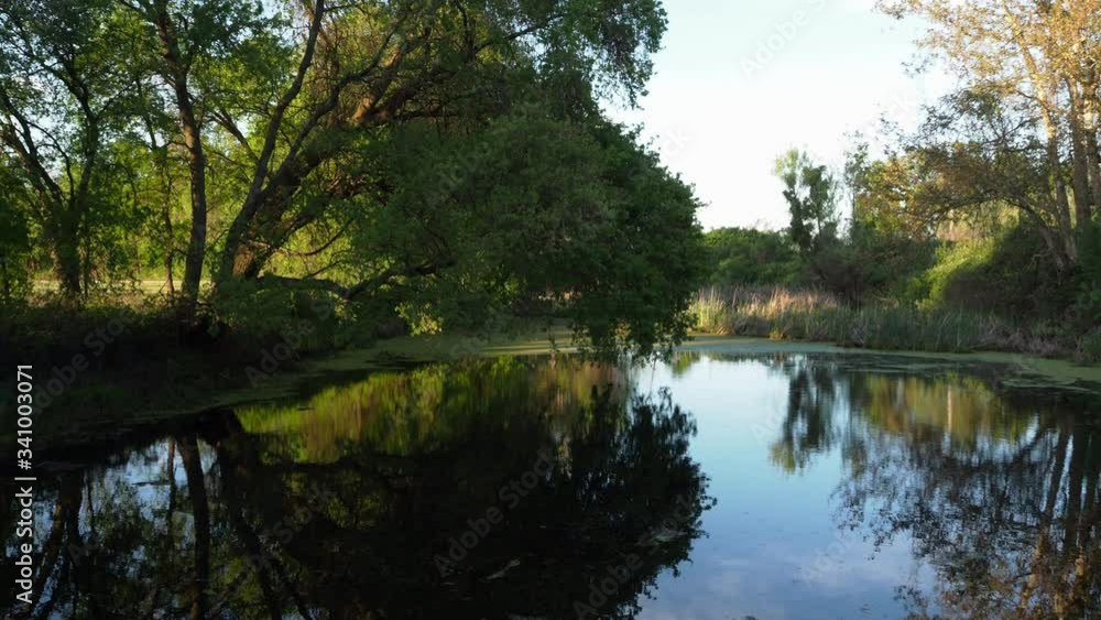 Reflection of an oak tree on the calm water of a slough in the deta region of California Reflection of an oak tree on the calm water of a slough in the deta region of California