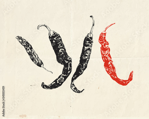 Realistic hand drawn hot chili peppers. Vintage culinary illustration