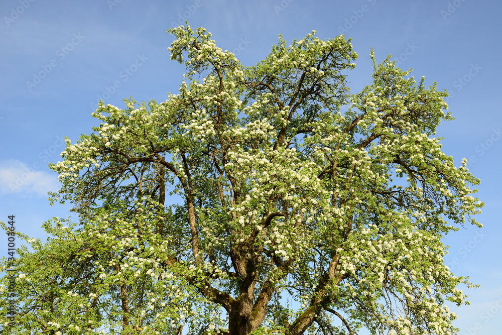 Blühender Apfelbaum im Frühjahr