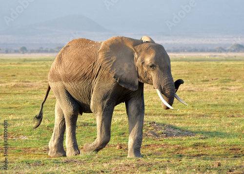 Female elephant  Loxodonta Africanes  with a curled turn walking across an Amboseli grassland.  Copy space 
