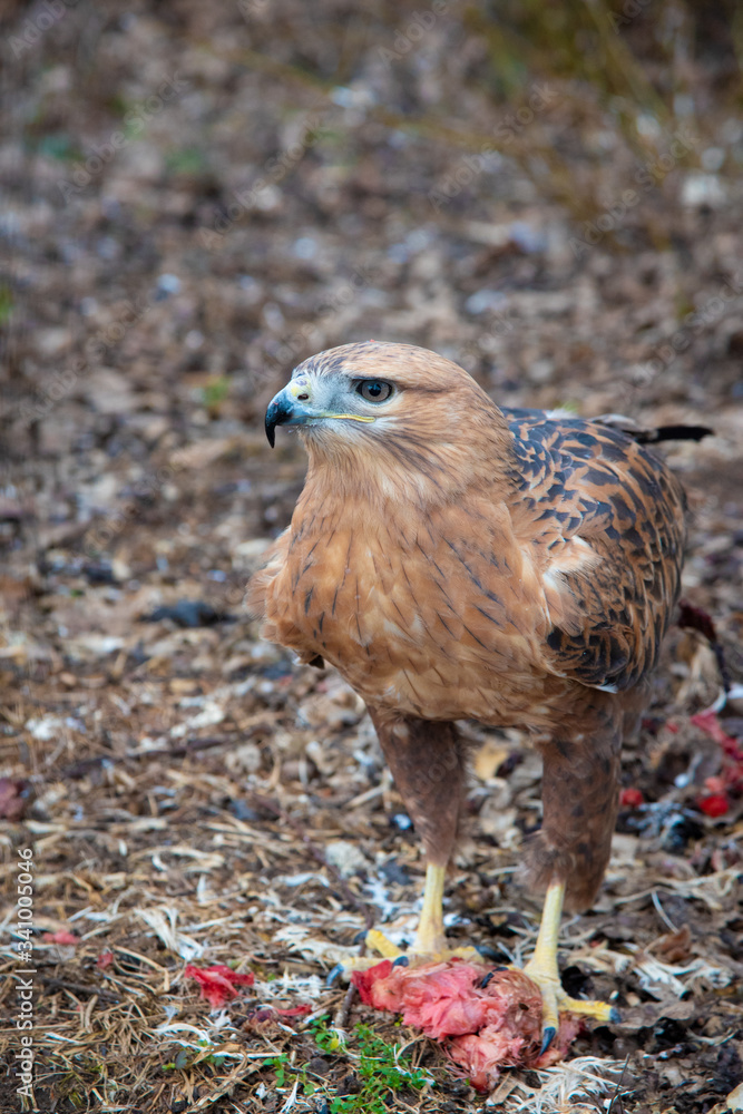 Fototapeta premium Buzzard buteo close up portrait raptor bird