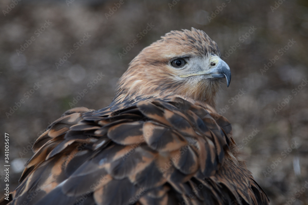Buzzard buteo close up portrait raptor bird Buzzard buteo close up portrait raptor bird