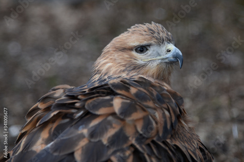 Buzzard buteo close up portrait raptor bird