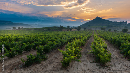 Vineyard with Davalillo castle as background at sunrise, La Rioja, Spain photo