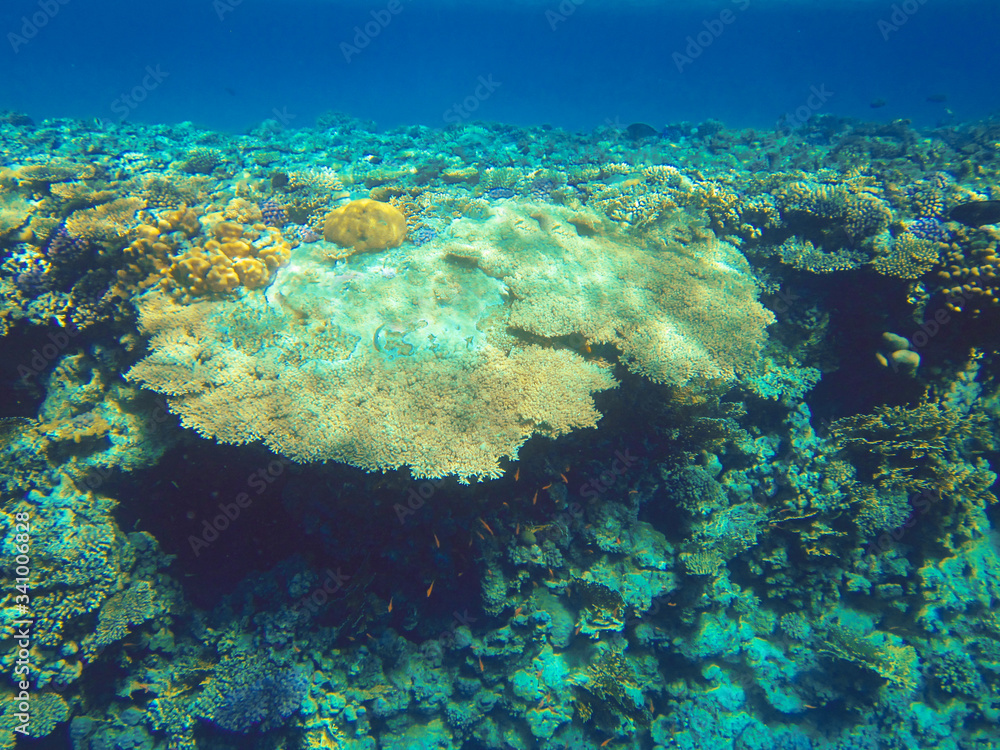 Fototapeta premium Underwater world. Coral fishes of Red sea.