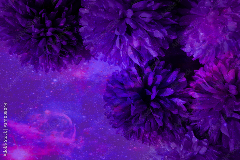 Beautiful abstract color blue pink and purple flowers on black background and blue graphic dark pink flower frame and pink leaves texture, purple background, colorful graphics banner, pink background Beautiful abstract color blue pink and purple flowers on black background and blue graphic dark pink flower frame and pink leaves texture, purple background, colorful graphics banner, pink background