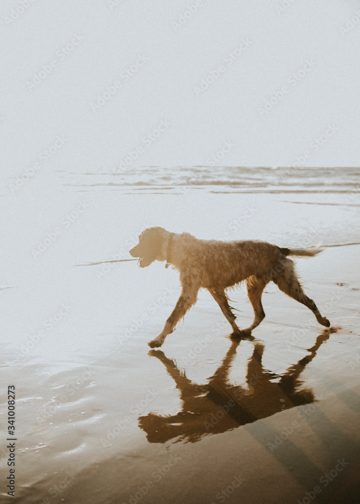English Setter dog at the beach