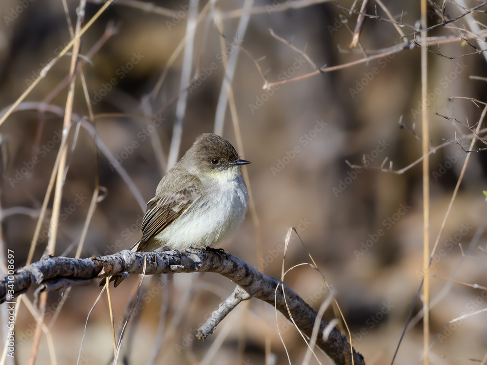 Obraz premium Eastern Phoebe in Spring