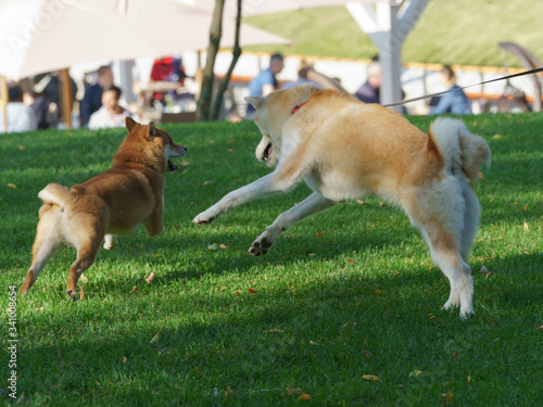 Two husky dogs (West Siberian Laika) playing in the city park in sunny summer day. Concepts of walking with pets. Dogs chasing each other. Natural lights