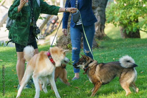 Tree husky dogs (West Siberian Laika) meeting  in the city park in sunny summer day. Concepts of walking with pets. Dogs look at each other warily. Natural lights