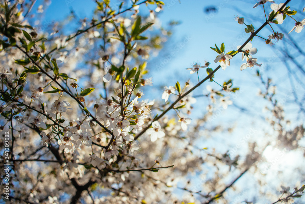 Blooming branches of cherry tree Blooming branches of cherry tree