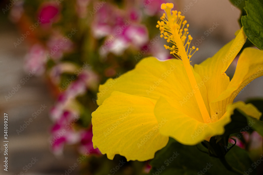 glowing yellow hibiscus flower glowing yellow hibiscus flower