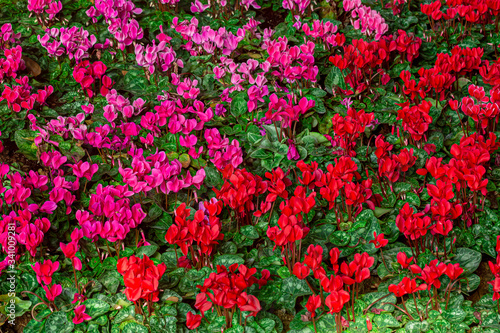 Red flower,Spring Flowers Various Colorful Flowers Grouped