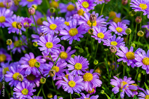 Purple flower Light purple violet pansies 