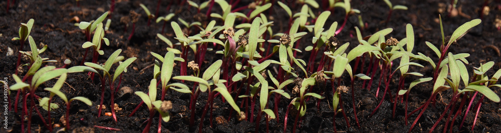 Starting Beet Micro greens in pots center focused picture Starting Beet Micro greens in pots center focused picture