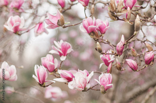 pink magnolia flowers