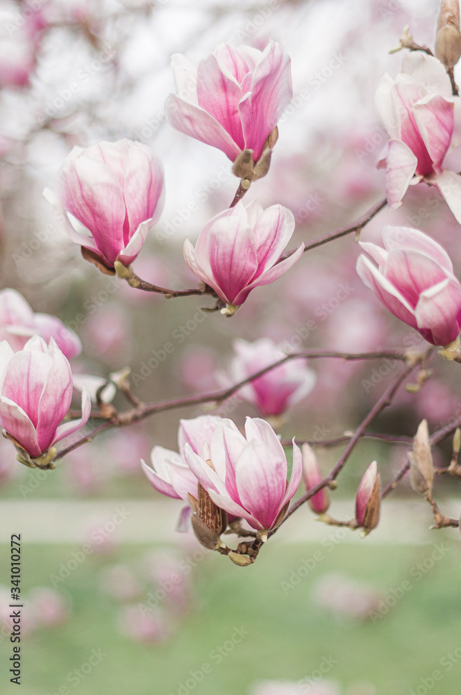 Fototapeta premium pink magnolia flowers