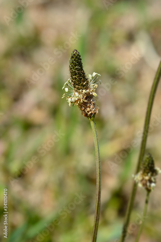 Ribwort Plantain