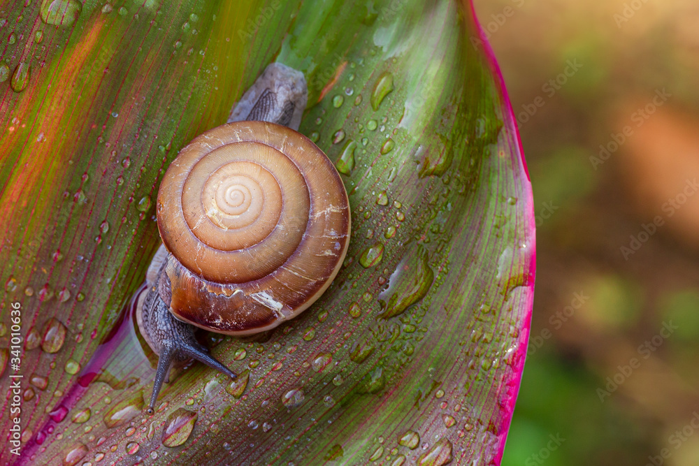 Snail Polymita picta or Cuban snails one of most colorful and