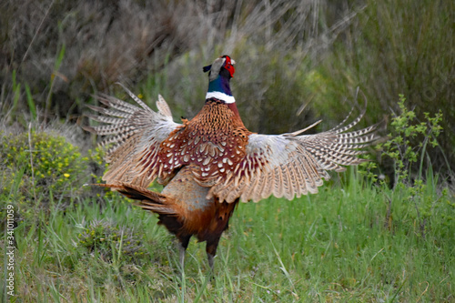 Wallpaper Mural faisan chantant Torontodigital.ca