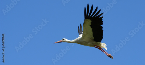 White aist flies in clear blue sky photo