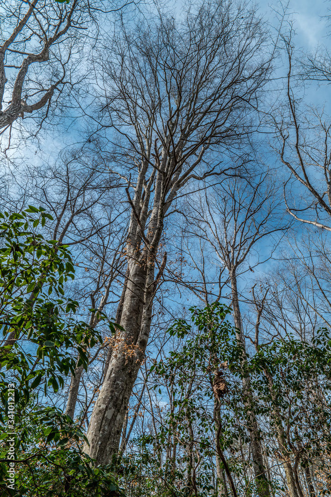 Fototapeta premium Looking upwards at large trees