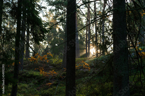 Sunbeams breaking through the trees of the dense forest in Upplands Väsby near Stockholm, Sweden. photo