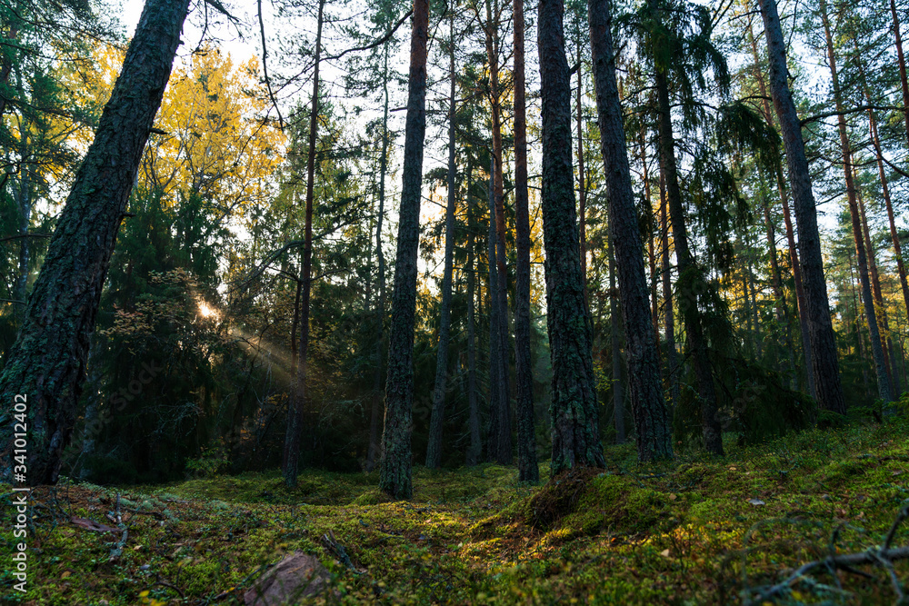 Fototapeta premium Sunbeams breaking through the trees of the dense forest in Upplands Väsby near Stockholm, Sweden.